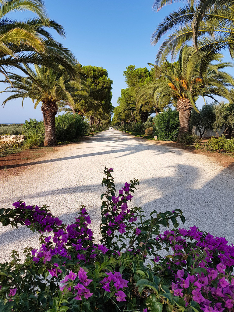 Il viale di Masseria San Domenico