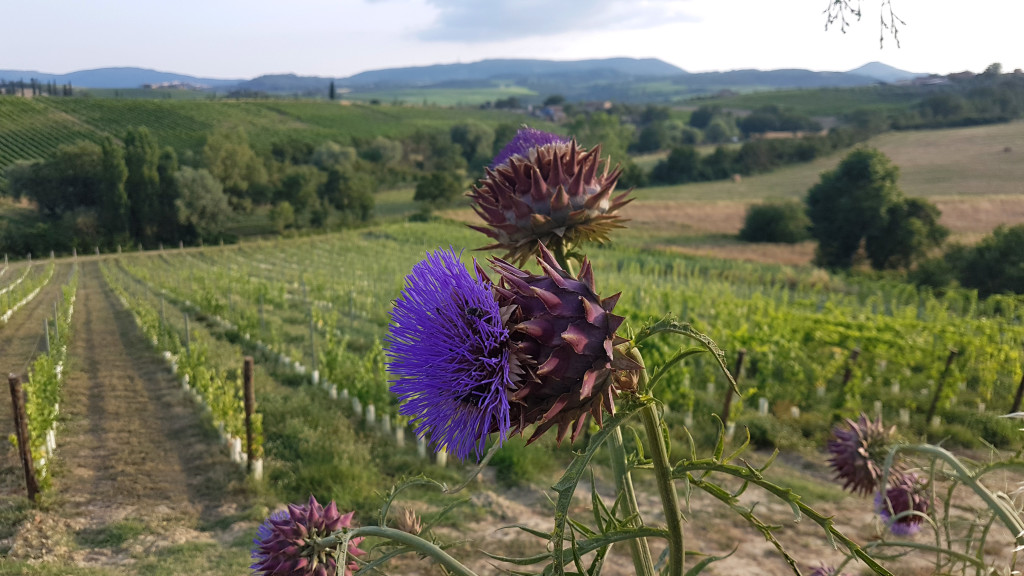 Metinella WineYards